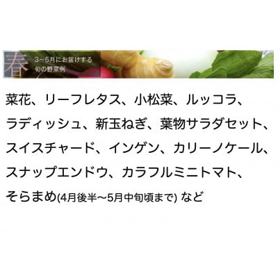 【毎月定期便】【中旬発送】こだわりの旬野菜BOX「リエビン」季節の野菜セット全6回