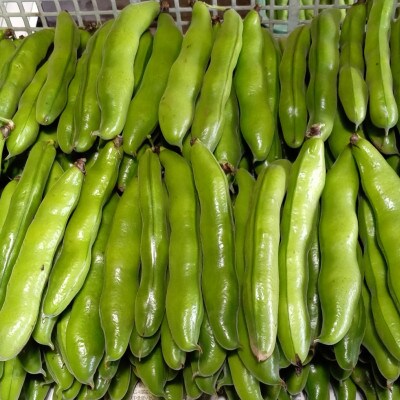 おひさま農園のソラマメ「打越みどり」 約3.8kg〈5月上旬より順次発送〉