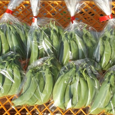 旬の味覚!おひさま農園のスナップエンドウ パリッと歯ごたえ、じんわり甘み 1.6kg