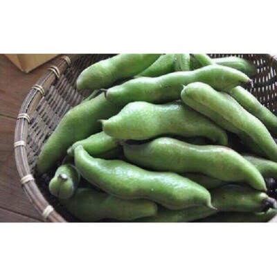 【数量限定】安心安全なサヤ付き房州そらまめ 約3.5kg (4月下旬頃～5月下旬頃発送予定)