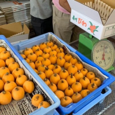 安全安心な「房州産びわ」 約500g