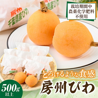 館山市産 栽培期間中農薬化学肥料不使用 房州びわ 500g以上1箱
