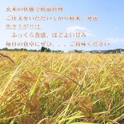 【令和7年産】館山市九重産コシヒカリ　5kg 精米