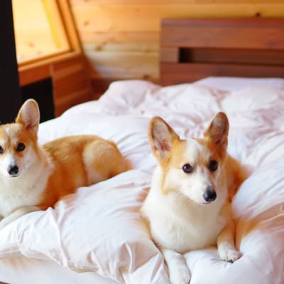 【宿泊3000円クーポン】THE DOG DEPT GARDEN RESORT-館山犬石-