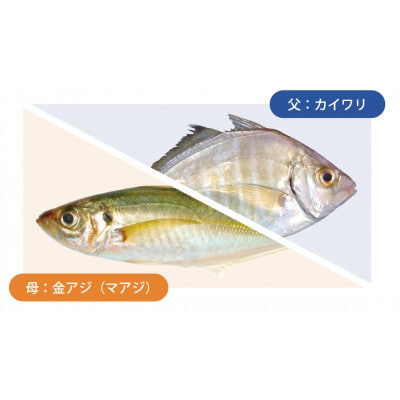 【世界初】夢あじ(幻のアジ「カイワリ」×南房総産「金アジ」)丸ごと2尾