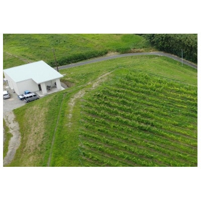 マシューズワイン　房醸　甲州　2025　750ml