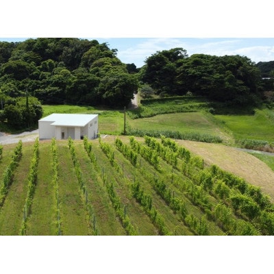 マシューズワイン　房醸　甲州　2025　750ml