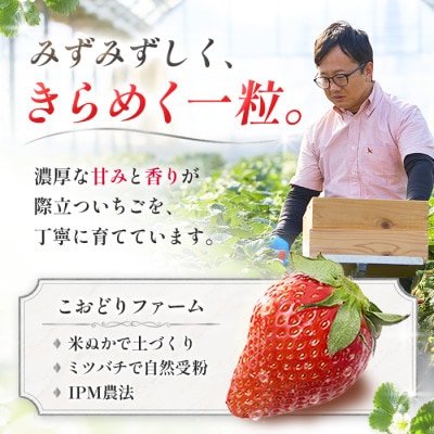 【先行予約 2027年1月中旬以降発送】旬の品種を厳選 きらめく旬のいちご 約180g