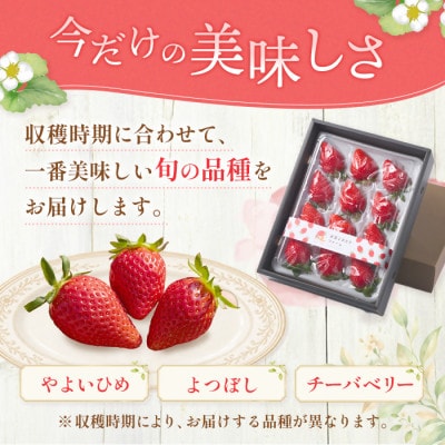 【先行予約 2027年1月中旬以降発送】旬の品種を厳選 至福の完熟いちご 約400g 化粧箱入り