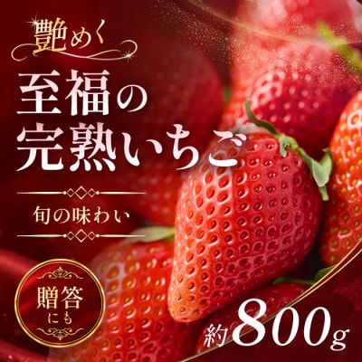 【先行予約 2027年1月中旬以降発送】旬の品種を厳選 至福の完熟いちご 約800g 化粧箱入り