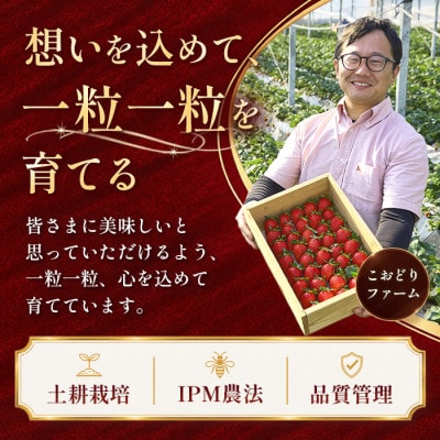 【先行予約 2027年1月中旬以降発送】旬の品種を厳選 至福の完熟いちご 約800g 化粧箱入り