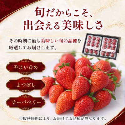 【先行予約 2027年1月中旬以降発送】旬の品種を厳選 至福の完熟いちご 約800g 化粧箱入り