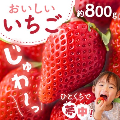 【先行予約 2027年1月中旬以降発送】旬の品種を厳選 至福の完熟いちご 約800g