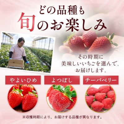 【先行予約 2027年1月中旬以降発送】旬の品種を厳選 至福の完熟いちご 約600g