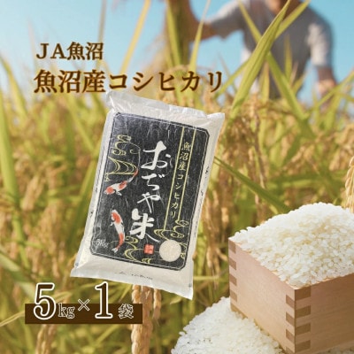 【令和7年産新米先行予約】魚沼産コシヒカリ 精米 5kg JA魚沼(2025年10月より順次発送)