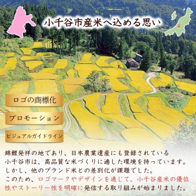 令和7年産 魚沼産コシヒカリ ブランド認証米「錦の実り」特Aランクとおぢや米 食べ比べ10kg 精米