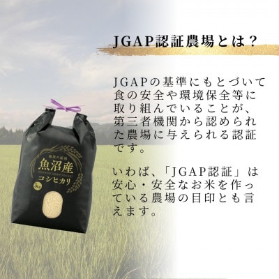 魚沼産コシヒカリ 精米 15kg JGAP認証農場 うちがまき絆