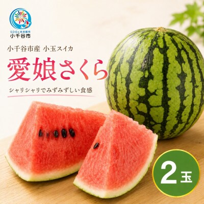 【先行予約 7月下旬頃発送】令和8年産 愛娘さくら 小玉スイカ 2玉 新潟県小千谷産 農園ビギン