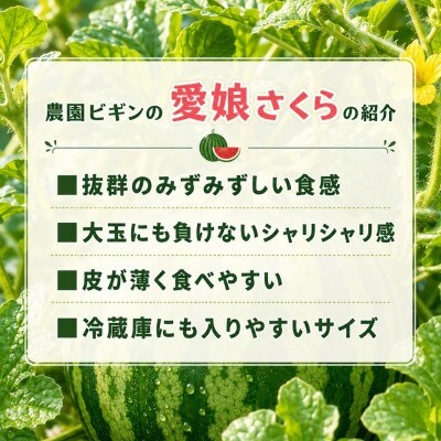 【先行予約 7月下旬頃発送】令和8年産 愛娘さくら 小玉スイカ 2玉 新潟県小千谷産 農園ビギン