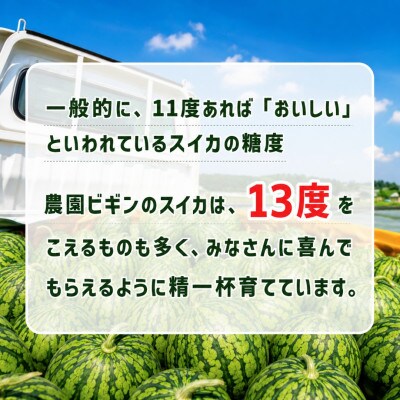 【先行予約 7月下旬頃発送】令和8年産 愛娘さくら 小玉スイカ 2玉 新潟県小千谷産 農園ビギン
