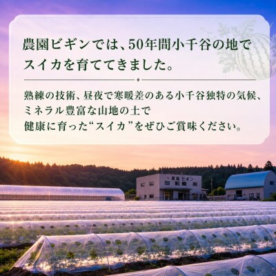 【先行予約 7月下旬頃発送】令和8年産 愛娘さくら 小玉スイカ 2玉 新潟県小千谷産 農園ビギン