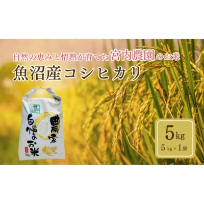 令和8年産 米 魚沼産コシヒカリ 宮内農園 精米 5kg 新潟県 小千谷市