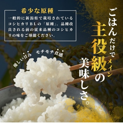 【発送月固定定期便】10月下旬より発送 昔ながらの魚沼産コシヒカリ精米10kg全6回