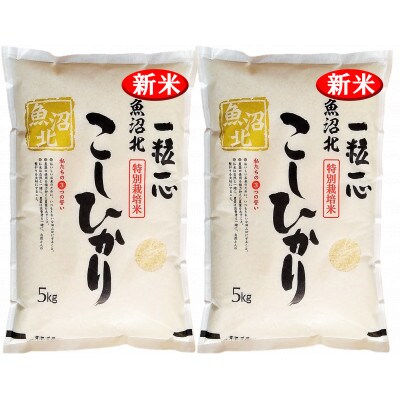 新米　令和3年度産　新潟こしひかり　10kg(5kg×2袋)　特別栽培米