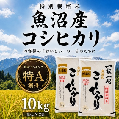 【新米】令和8年産 魚沼産コシヒカリ 10kg 特別栽培米