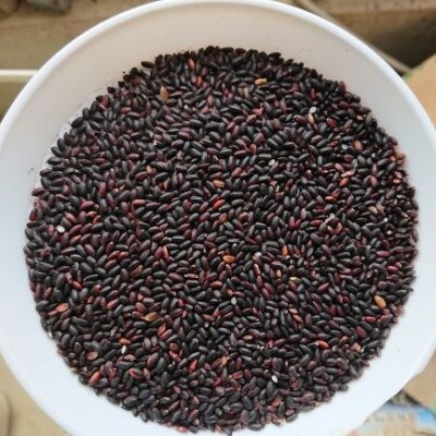 魚沼産コシヒカリ・棚田米3kg(玄米)+黒米あまざけ500ml
