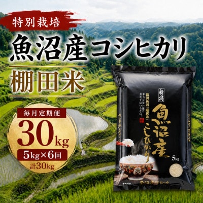 【毎月定期便】魚沼産コシヒカリ 特別栽培 棚田米 精米5kg全6回