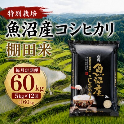 【毎月定期便】魚沼産コシヒカリ 特別栽培 棚田米 精米5kg全12回