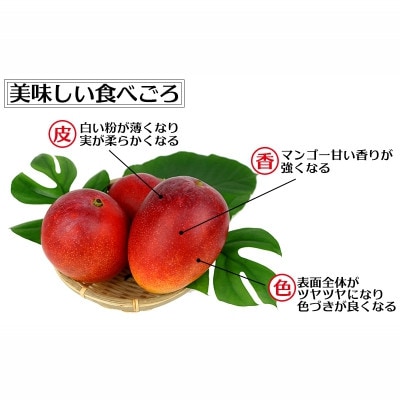 【2025年発送】渡口ファームの家庭用マンゴー約4kg(8玉～16玉)