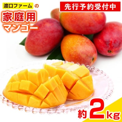 【先行受付】【2026年発送】渡口ファームの家庭用マンゴー約2kg