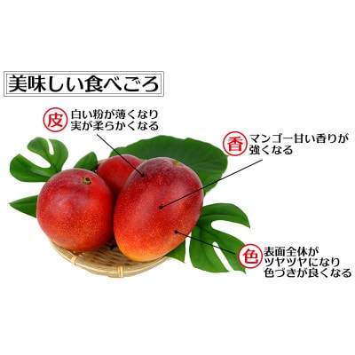 【先行受付】【2027年発送】渡口ファームの家庭用マンゴー約1.5kg
