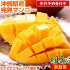 【先行受付】【2025年発送・家庭用】ミナミマンゴーハウスのアップルマンゴー約1.5kg