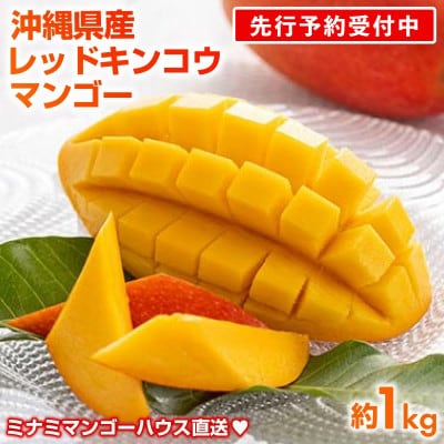 【2026年発送】ミナミマンゴーハウスの赤金煌(レッドキンコウ)マンゴー約1kg