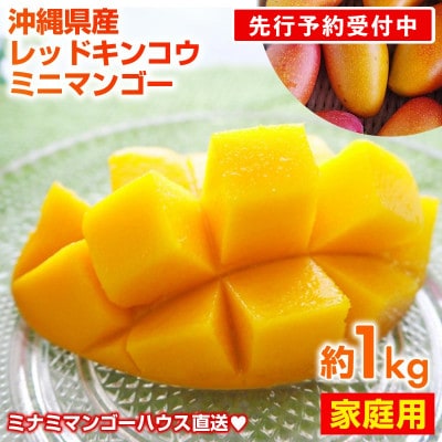 【2026年発送】ミナミマンゴーハウスの赤金煌(レッドキンコウ)ミニマンゴー約1kg 【家庭用】