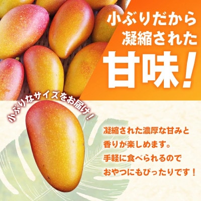 【2026年発送】ミナミマンゴーハウスの赤金煌(レッドキンコウ)ミニマンゴー約1kg 【家庭用】