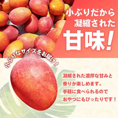 【2026年発送】ミナミマンゴーハウスのアップル ミニマンゴー約1kg【家庭用】