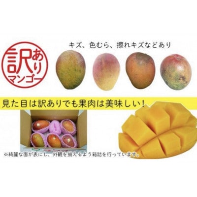 【2026年発送・訳あり】ミナミマンゴーハウスのアップルマンゴー約1kg