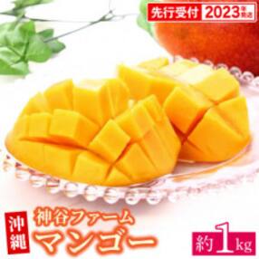 【マンゴー農園直送!】2023年夏!神谷ファームのマンゴー 約1kg(ご家庭用)