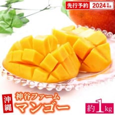 【マンゴー農園直送!】2024年夏!神谷ファームのマンゴー 約1kg(ご家庭用) | ふるさと納税のお礼品