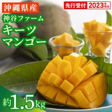 【マンゴー農園直送!】2023年夏!神谷ファームのキーツマンゴー 約1.5kg | ふるさと納税のお礼品