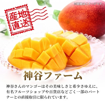【マンゴー農園直送!】神谷ファームのマンゴー(訳あり)約1kg - 先行予約 沖縄県産 産地直送