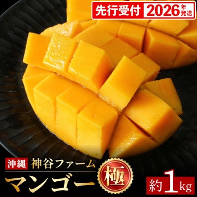 【2026年発送】神谷ファームのマンゴー(極)約1Kg