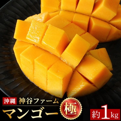 【2027年発送】神谷ファームのマンゴー(極)約1Kg