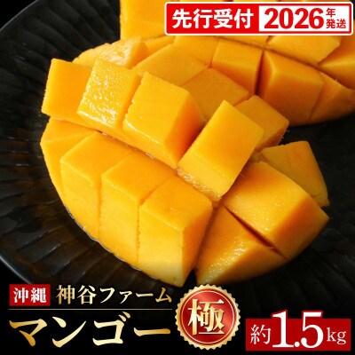 【化粧箱入】【先行受付・2026年発送】神谷ファームのマンゴー(極)約1.5Kg