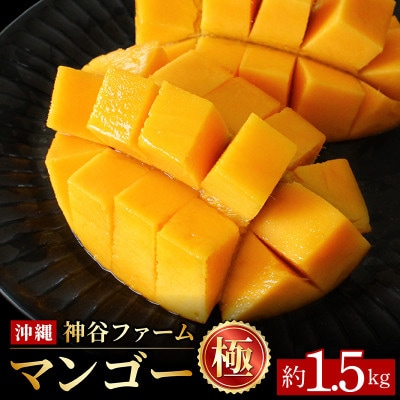【化粧箱入】【先行受付・2027年発送】神谷ファームのマンゴー(極)約1.5Kg