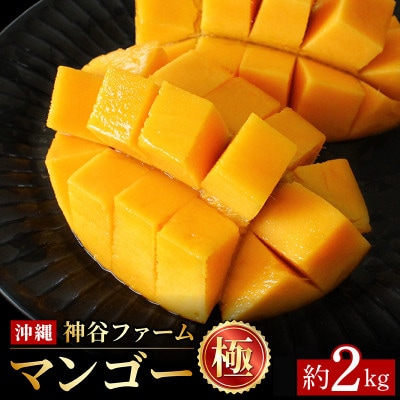 【2027年発送】神谷ファームのマンゴー(極)約2Kg